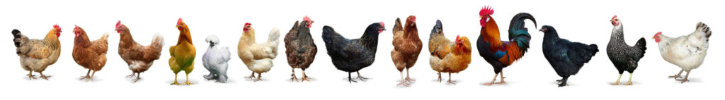 Variety of chickens standing across the page against white